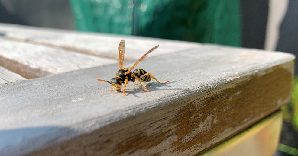Verwittertes Holz wird oberflächlich abgeschabt