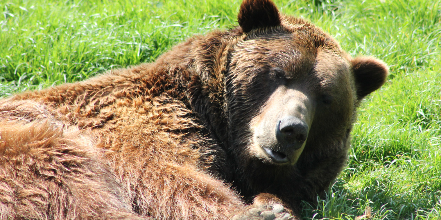 Braunbär sonnt sich im Gras