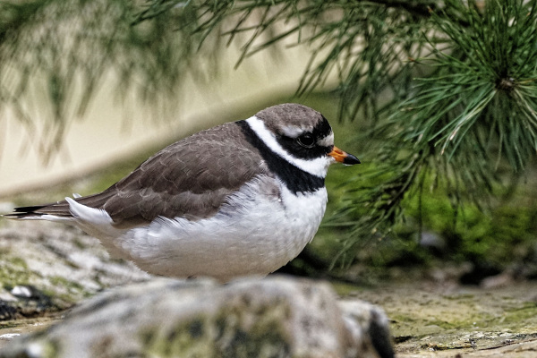 Der Sandregenpfeifer im Tierpark Olderdissen. Foto: Steve McAlpine