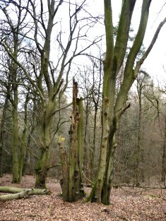 Foto: Totholz am Kahlen Berg