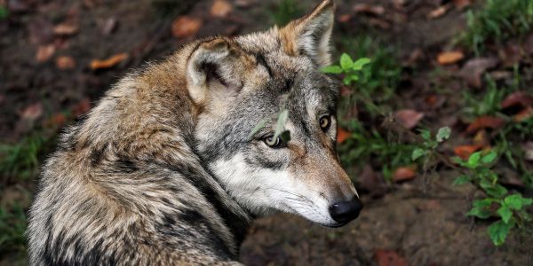 Foto von einem Wolf im Tierpark Olderdissen.