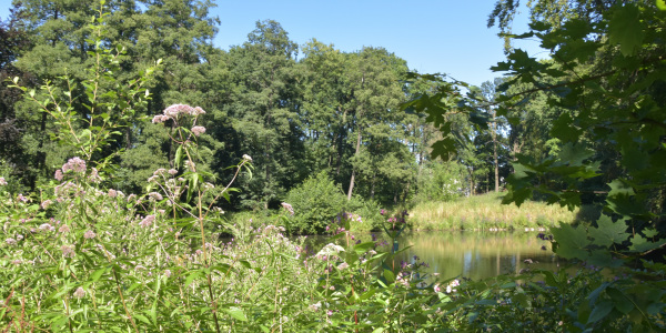 Stillgewässer im Sommer