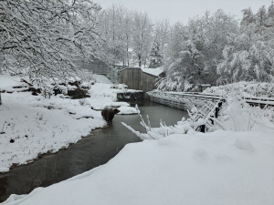 Eine Braunbären im verschneiten Bärengehege