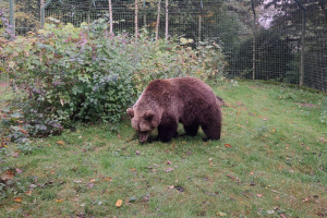 Braunbärin Flocon in der Außenanlage des Bärenhauses im Tierpark Olderdissen