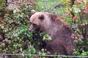 Braunbärin Jojo in der Außenanlage des Bärenhauses im Tierpark Olderdissen