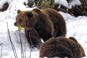 Die Bärendamen „Jojo“ und „Flocon“ erkunden ab sofort täglich ab 9 Uhr ihre Anlage – und das auch bei Schnee. Foto: Stadt Bielefeld/Umweltbetrieb