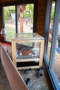 Im vergangenen Jahr wurde der Schaubrüter zum ersten Mal im Tierpark Olderdissen aufgestellt. 