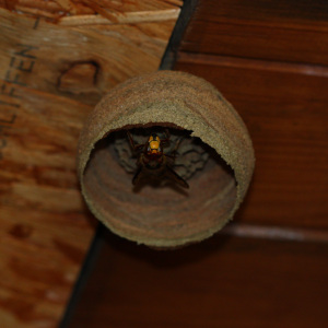 Ein Nest in der Gründungsphase, noch ist die Königin allein