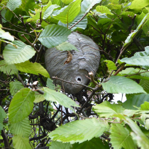 Freinister in Hecke | Foto: Marieluise Bongards 