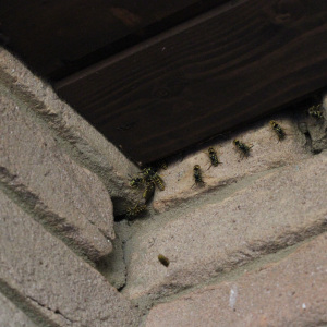 Verstecktes Nest hinter den Klinkern | Foto: Karolina Rupik 